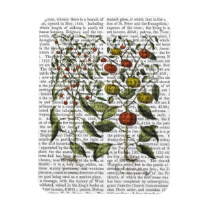 PAPRIKASCHOTEN 4 MAGNET