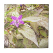 Paprikaschoten Fliese (Vorderseite)