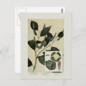 Paprikaschoten Postkarte (Vorne/Hinten)