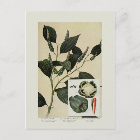 Paprikaschoten Postkarte (Vorderseite)