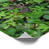 Paprikaschoten und Ahorn-Blätter Poster (Ecke)