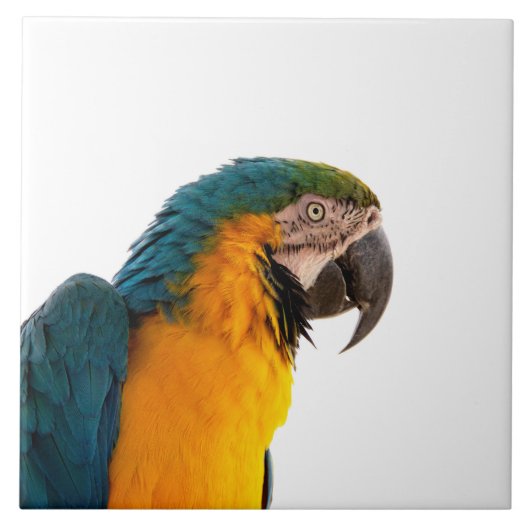 Paprot Fliese (Vorderseite)