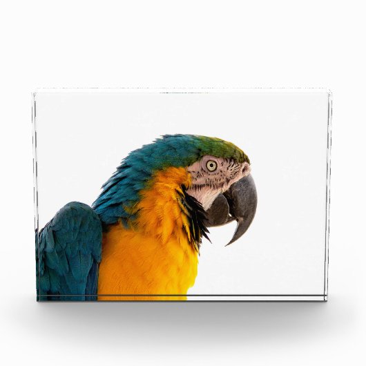 Paprot Fotoblock (Vorderseite)