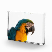 Paprot Fotoblock (Rechts)