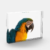 Paprot Fotoblock (Links)