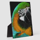 Paprot Fotoplatte (Seite)