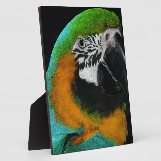 Paprot Fotoplatte (Seite)