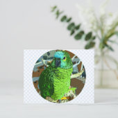 Paprot Green Postkarte (Stehend Vorderseite)
