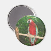 Paprot Magnet (Vorderseite/Rückseite)