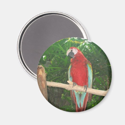 Paprot Magnet (Vorderseite/Rückseite)