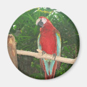 Paprot Magnet (Vorne)