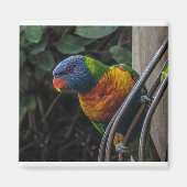 Paprot Magnet (Vorne)