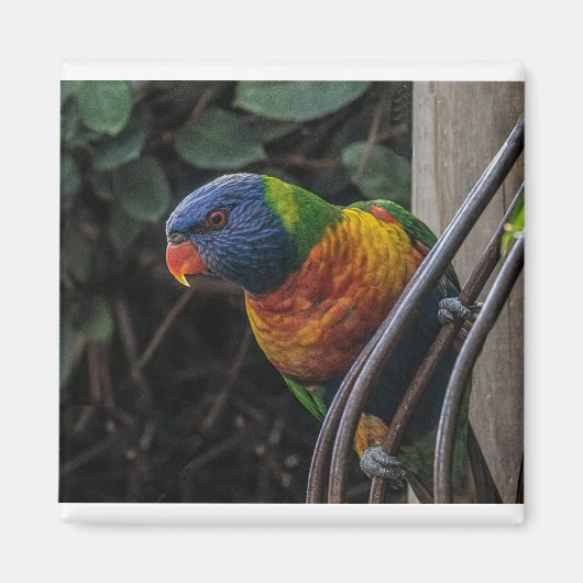 Paprot Magnet (Vorne)