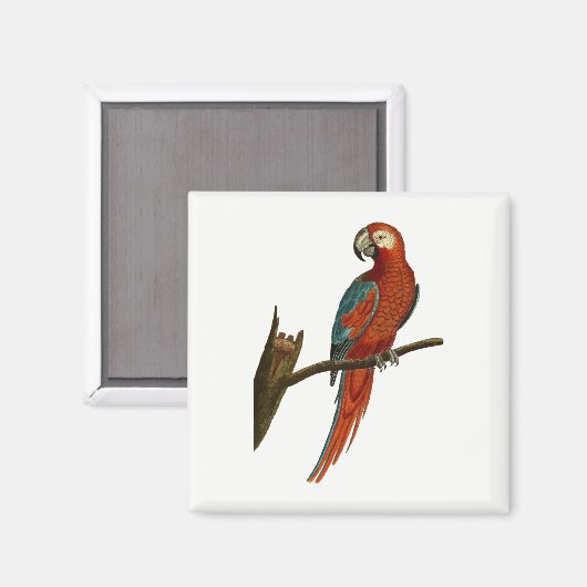 Paprot Magnet (Vorderseite/Rückseite)