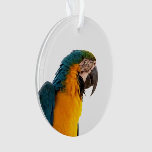 Paprot Ornament (Vorderseite)