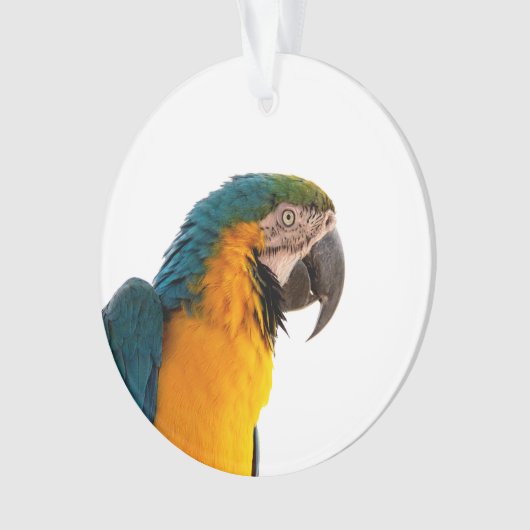 Paprot Ornament (Vorderseite)