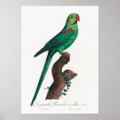 Paprot Poster (Vorne)