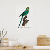 Paprot Poster (Küche)