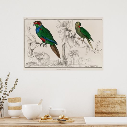 Paprot Poster (Küche)