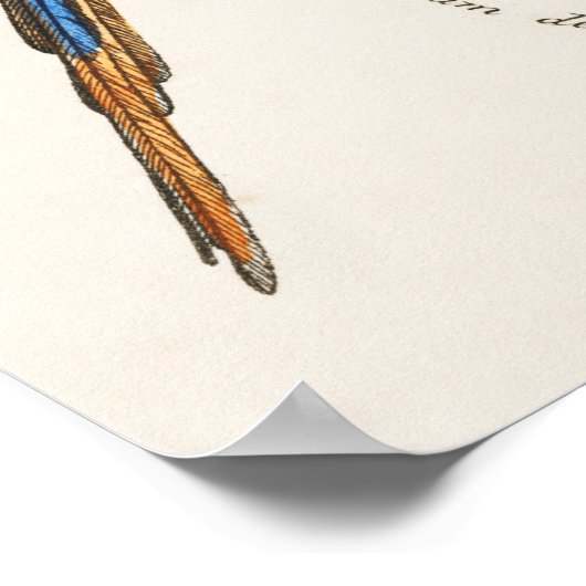 Paprot Poster (Ecke)