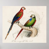 Paprot Poster (Vorne)