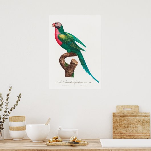 Paprot Poster (Küche)