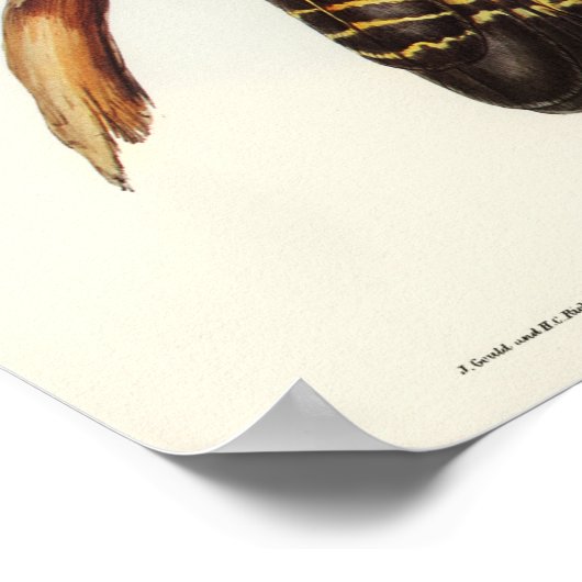 Paprot Poster (Ecke)