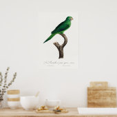 Paprot Poster (Küche)