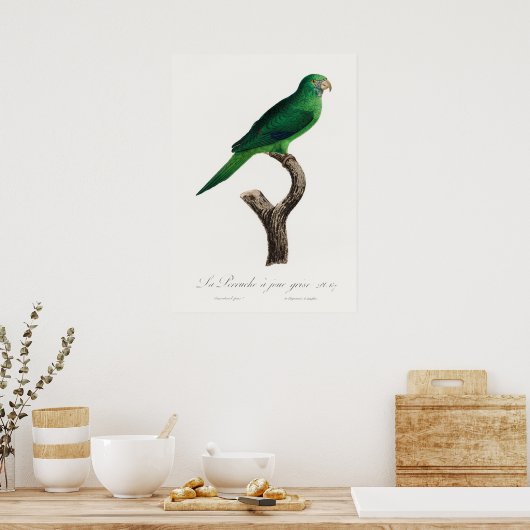 Paprot Poster (Küche)