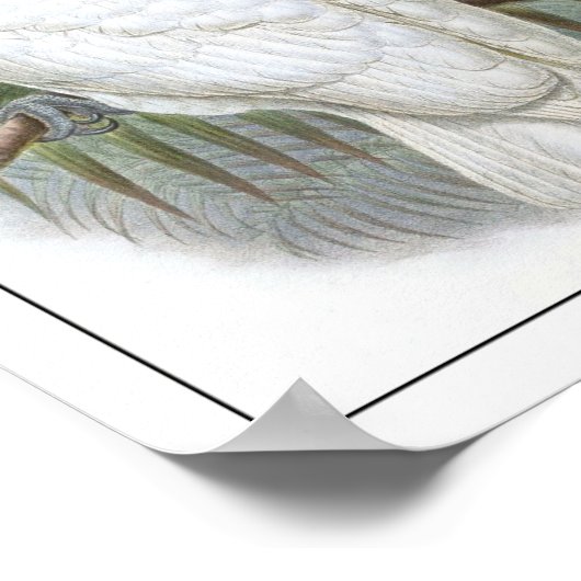 Paprot Poster (Ecke)