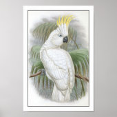 Paprot Poster (Vorne)