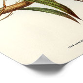 Paprot Poster (Ecke)