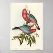 Paprot Poster (Vorne)