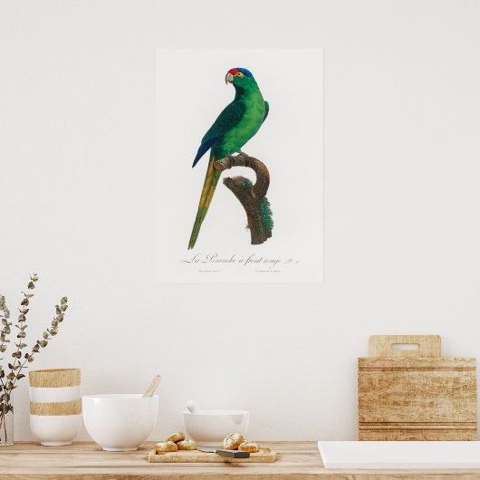 Paprot Poster (Küche)