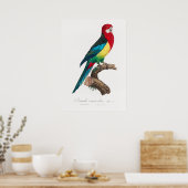 Paprot Poster (Küche)