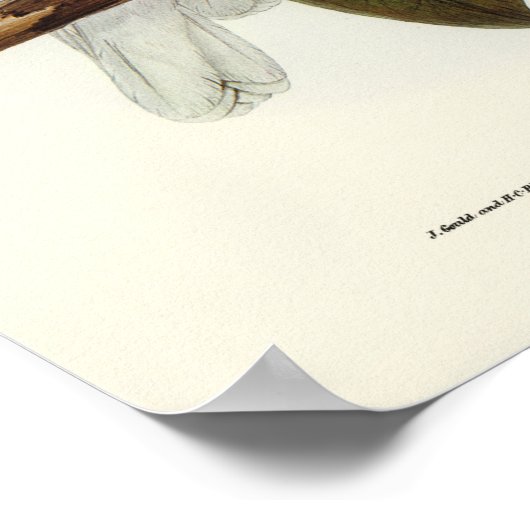 Paprot Poster (Ecke)