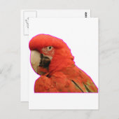 Paprot Postkarte (Vorne/Hinten)