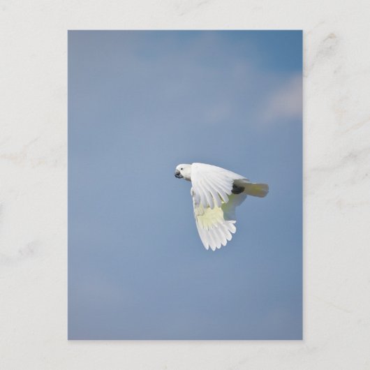 Paprot Postkarte (Vorderseite)