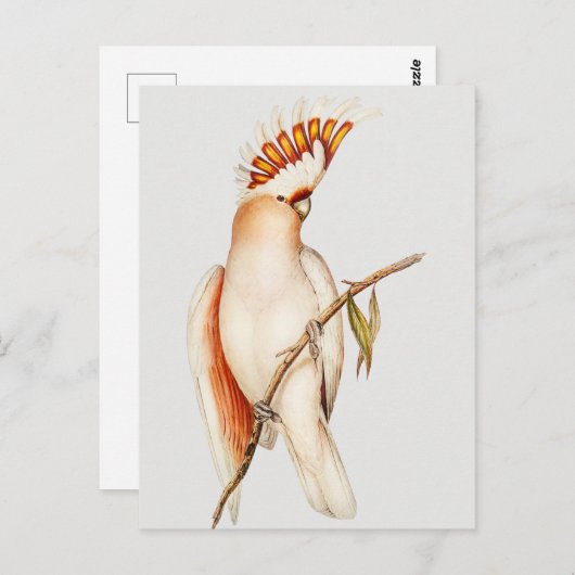 Paprot Postkarte (Vorne/Hinten)