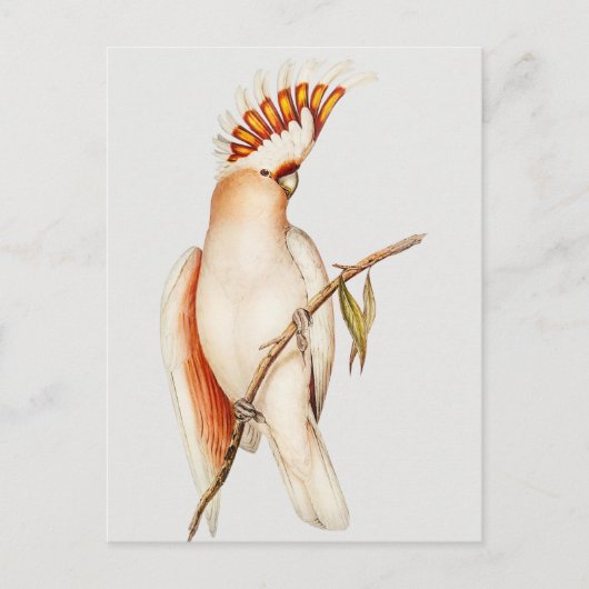 Paprot Postkarte (Vorderseite)