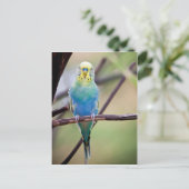 Paprot Postkarte (Stehend Vorderseite)