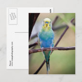 Paprot Postkarte (Vorne/Hinten)