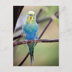 Paprot Postkarte