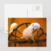 Paprot Postkarte (Vorne/Hinten)