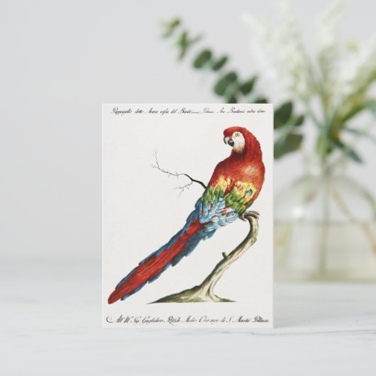 Paprot Postkarte (Stehend Vorderseite)