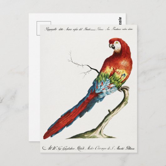 Paprot Postkarte (Vorne/Hinten)