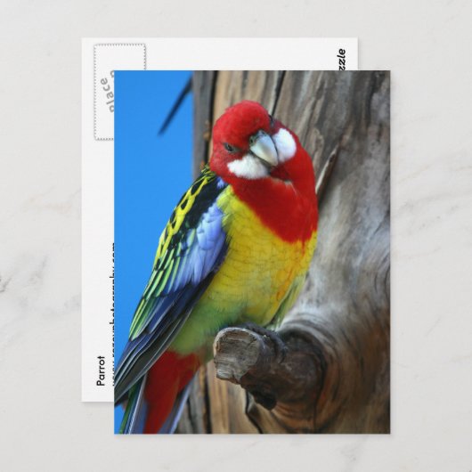 Paprot Postkarte (Vorne/Hinten)