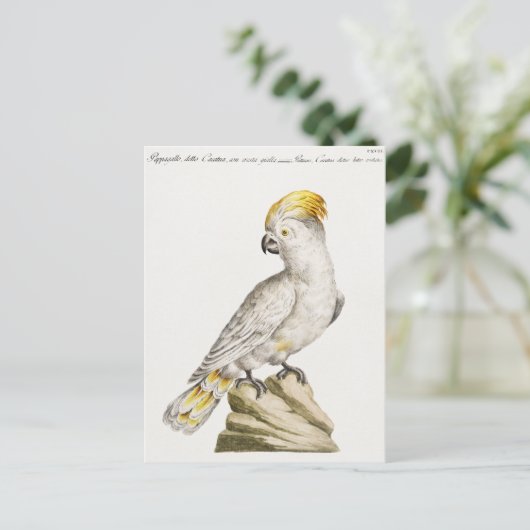 Paprot Postkarte (Stehend Vorderseite)