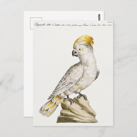 Paprot Postkarte (Vorne/Hinten)