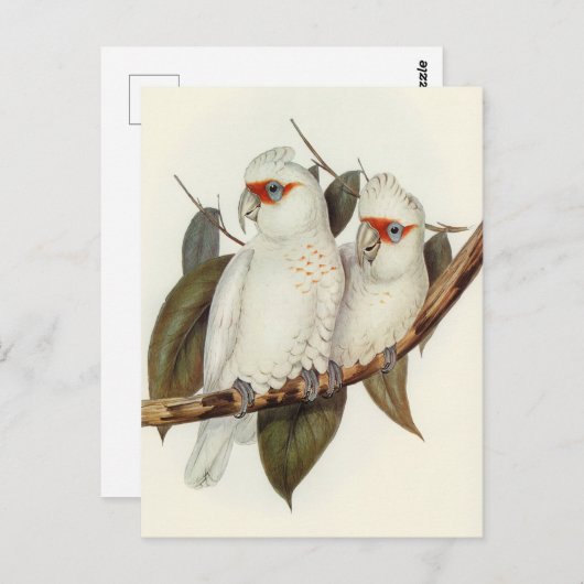 Paprot Postkarte (Vorne/Hinten)